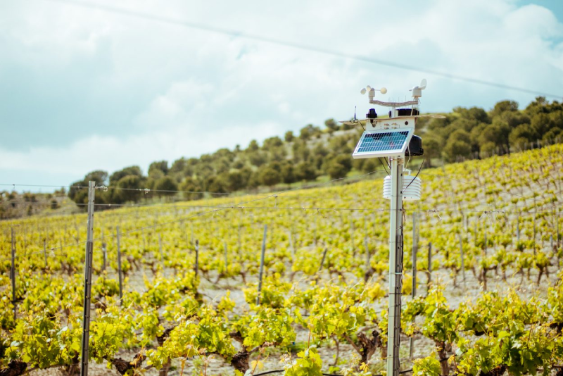 Innovación en el sector vinícola mediante sensores IoT